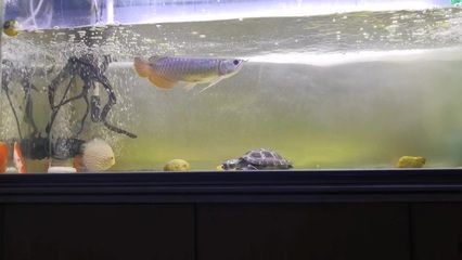 高背金龍魚一年能長(zhǎng)多大,高背金龍魚有望達(dá)到較大的成年體長(zhǎng):金龍魚一年能長(zhǎng)多大 龍魚百科 第2張 高背金龍魚一年能長(zhǎng)多大,高背金龍魚有望達(dá)到較大的成年體長(zhǎng):金龍魚一年能長(zhǎng)多大 高背金龍魚一年能長(zhǎng)多大,高背金龍魚有望達(dá)到較大的成年體長(zhǎng):金龍魚一年能長(zhǎng)多大 龍魚百科 第2張