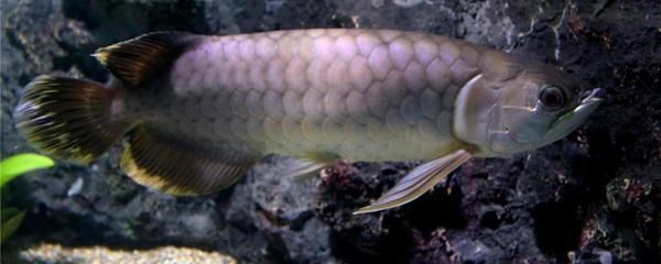 龍魚打架五天不吃東西怎么辦：龍魚打架后不吃東西怎么辦