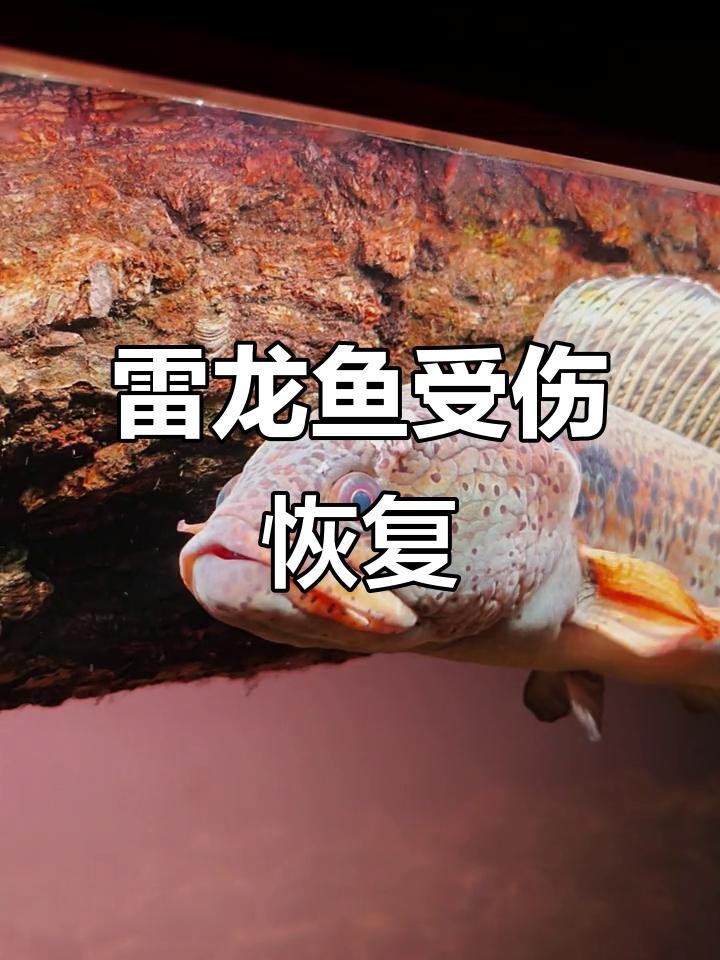 龍魚頭部撞傷后如何急救？ 龍魚頭部撞傷后如何急救？ 龍魚論壇 第4張
