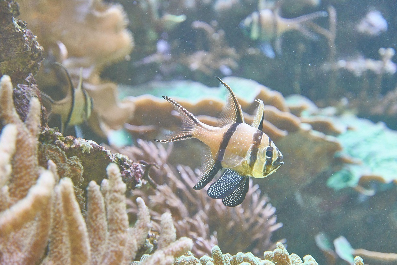 溫州市龍灣海濱追豐水族館（溫州市龍灣海濱追豐水族館電話）