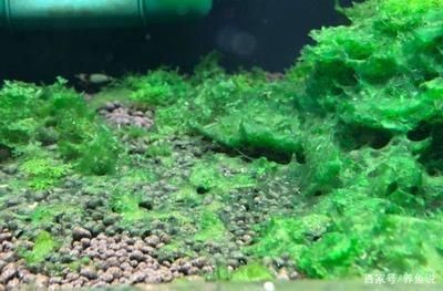 魚缸里面長綠藻怎么回事(魚缸里長綠藻怎么回事魚缸內長綠藻怎么回事) 魚缸百科 第3張 魚缸里面長綠藻怎么回事(魚缸里長綠藻怎么回事魚缸內長綠藻怎么回事) 魚缸里面長綠藻怎么回事(魚缸里長綠藻怎么回事魚缸內長綠藻怎么回事) 魚缸百科 第3張