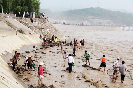 野外雷龍魚的食物習性及安全性：野外雷龍魚的食物習性