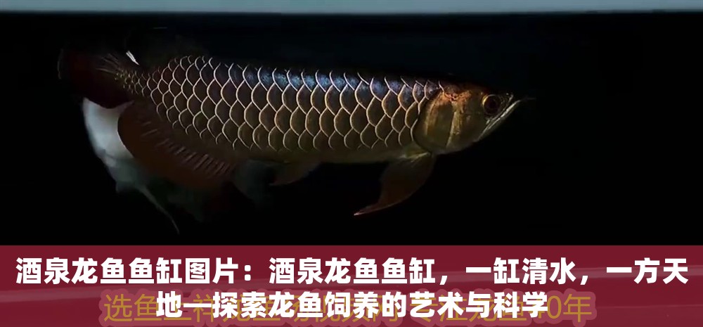 酒泉龍魚魚缸圖片：酒泉龍魚魚缸，一缸清水，一方天地—探索龍魚飼養的藝術與科學