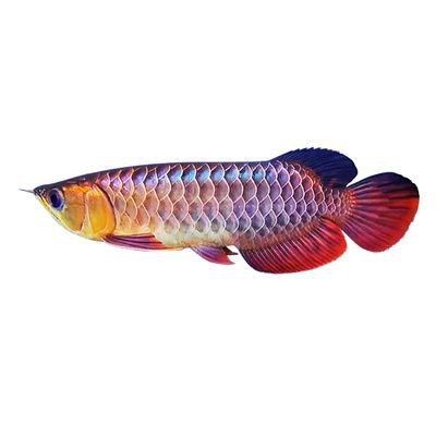 紅龍魚幼苗多少錢一條 紅龍魚幼苗多少錢一條 龍魚論壇 第11張