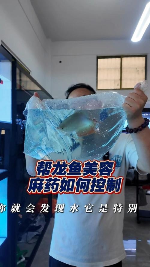 龍魚麻醉方法視頻講解圖片