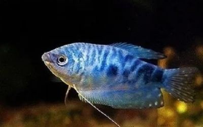龍魚的飼養(yǎng)溫度和注意事項有哪些（關于龍魚飼養(yǎng)溫度和注意事項的介紹） 龍魚的飼養(yǎng)溫度和注意事項有哪些（關于龍魚飼養(yǎng)溫度和注意事項的介紹） 龍魚百科 第1張