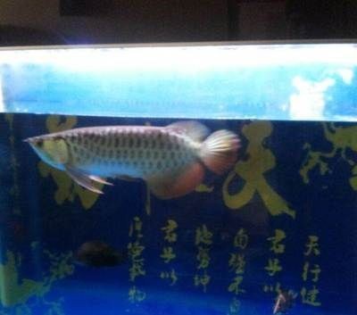 龍魚的飼養(yǎng)溫度和注意事項有哪些（關于龍魚飼養(yǎng)溫度和注意事項的介紹） 龍魚的飼養(yǎng)溫度和注意事項有哪些（關于龍魚飼養(yǎng)溫度和注意事項的介紹） 龍魚百科 第4張