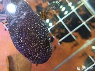 龍魚身上有片鱗片發白怎么回事：龍魚身上鱗片發白怎么辦