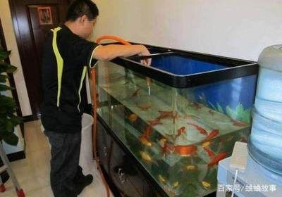 魚缸里的爸爸：我把爸爸養在魚缸里