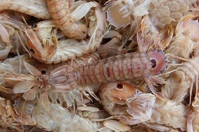 龍魚不吃食的原因及處理方法：寵物水族醫生：龍魚不吃食的原因及相應的解決方法