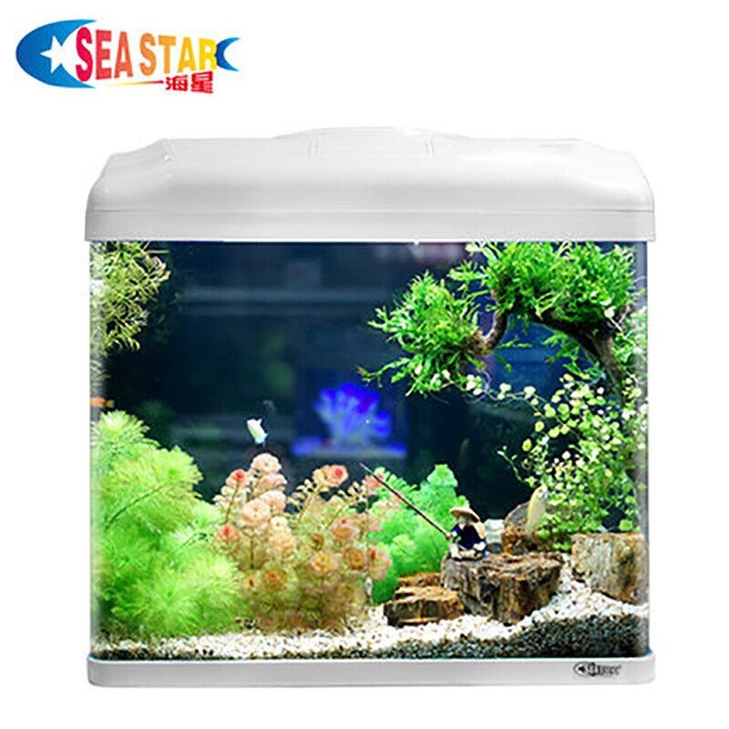 海星魚缸的養護技巧：seastar生態海星小魚缸的養護技巧