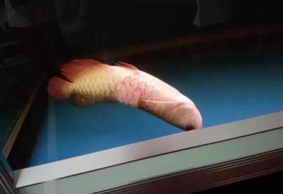 龍魚要一直打氧嗎怎么打：養殖龍魚時是否需要一直打氧取決于多個因素 龍魚要一直打氧嗎怎么打：養殖龍魚時是否需要一直打氧取決于多個因素 龍魚百科 第1張