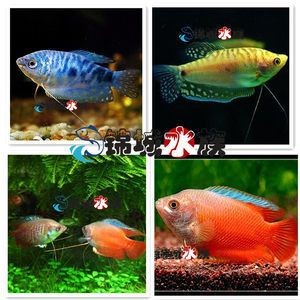 龍魚要一直打氧嗎怎么打：養殖龍魚時是否需要一直打氧取決于多個因素 龍魚要一直打氧嗎怎么打：養殖龍魚時是否需要一直打氧取決于多個因素 龍魚百科 第3張
