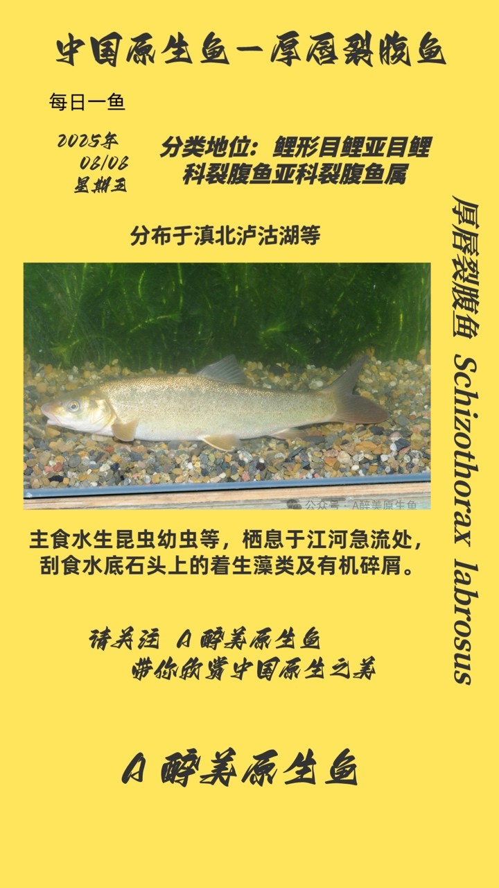 厚唇裂腹魚