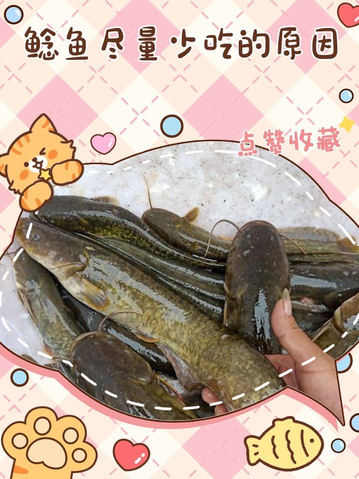 鯰魚為何盡量少吃 鯰魚為何盡量少吃 龍魚論壇 第1張