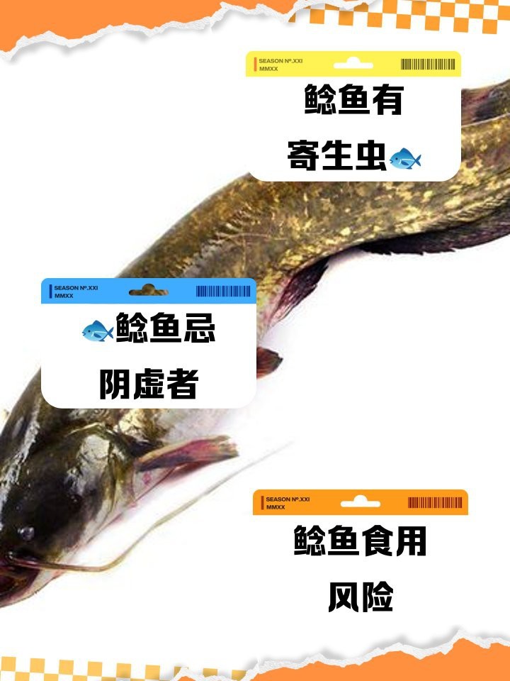 鯰魚為何盡量少吃 鯰魚為何盡量少吃 龍魚論壇 第3張