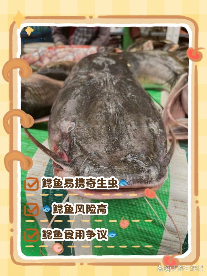鯰魚為何盡量少吃 鯰魚為何盡量少吃 龍魚論壇 第2張