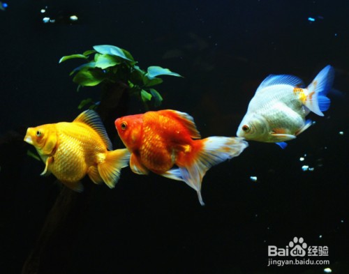 魚缸水兩天就霧蒙蒙的怎么辦（養魚缸水兩天就霧蒙蒙的問題） 魚缸水兩天就霧蒙蒙的怎么辦（養魚缸水兩天就霧蒙蒙的問題） 魚缸百科