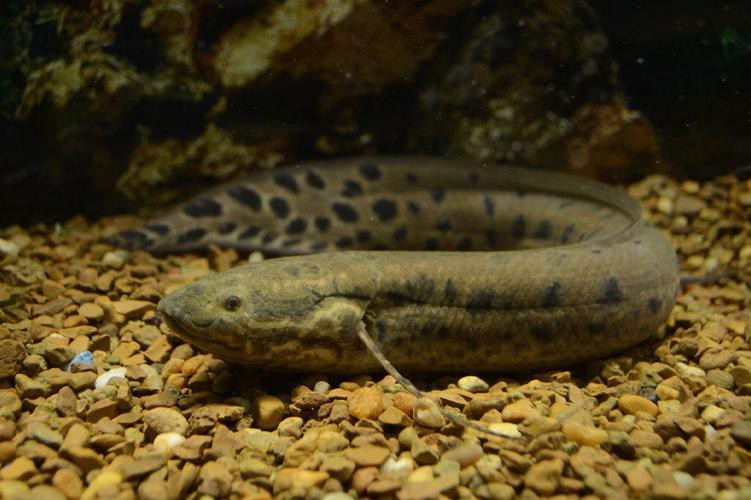 肺魚圖片 龍魚論壇 第7張 肺魚圖片 肺魚圖片 龍魚論壇 第7張
