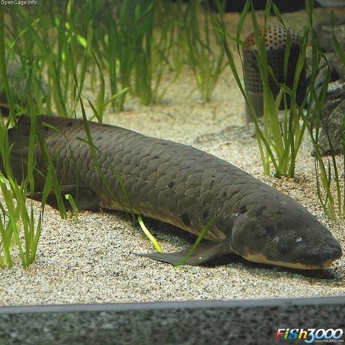 肺魚圖片 龍魚論壇 第11張 肺魚圖片 肺魚圖片 龍魚論壇 第11張