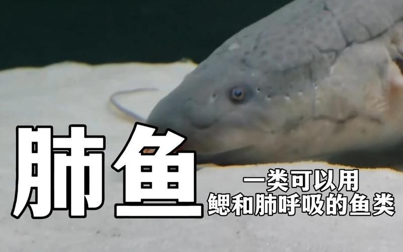 肺魚圖片 龍魚論壇 第12張 肺魚圖片 肺魚圖片 龍魚論壇 第12張