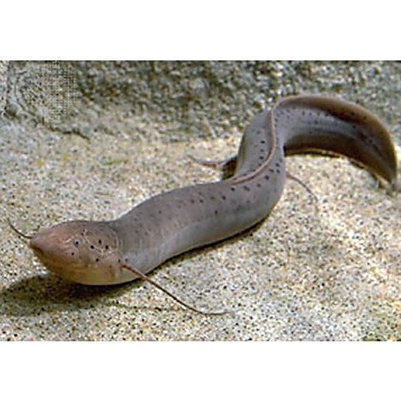 肺魚圖片 肺魚圖片 龍魚論壇 第23張