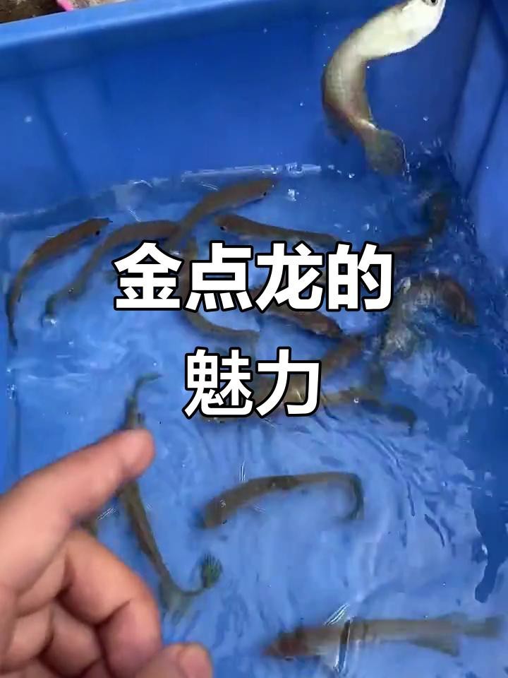 星點龍魚和斑紋龍魚哪個更值錢？