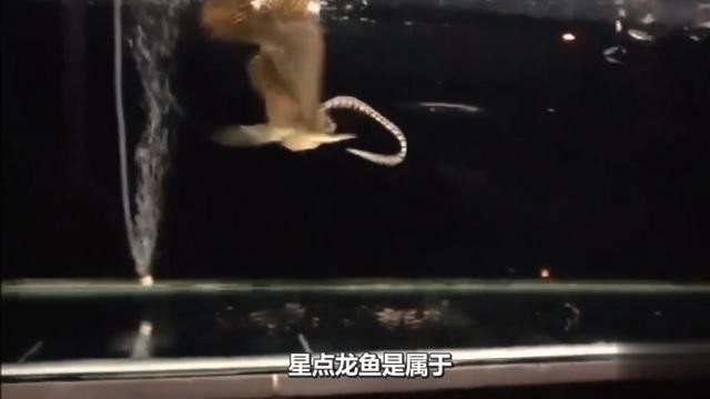 星點龍魚和斑紋龍魚哪個更值錢？