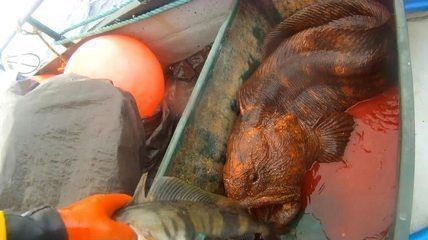 龍魚喂什么最省錢又好養：養龍魚時如何經濟而有效地喂食是關鍵選擇適合的食物