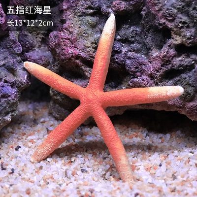 紅海魚缸怎么樣造景的呢（紅海魚缸如何造景）