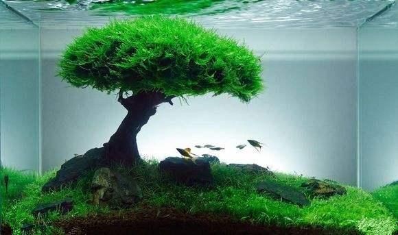 觀賞魚缸造景，水草造景的藝術與科學：水草造景的藝術與科學