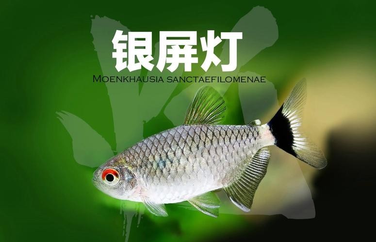 銀龍魚燈光用幾瓦的