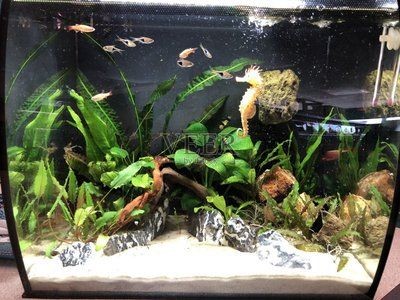 水生植物對魚缸生態的影響：水生植物對魚缸生態影響的幾個方面