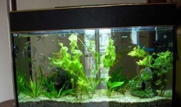 水生植物對魚缸生態的影響：水生植物對魚缸生態影響的幾個方面