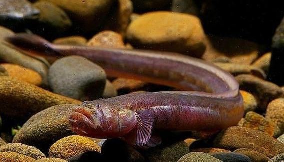 紅狼牙鰕虎魚圖片