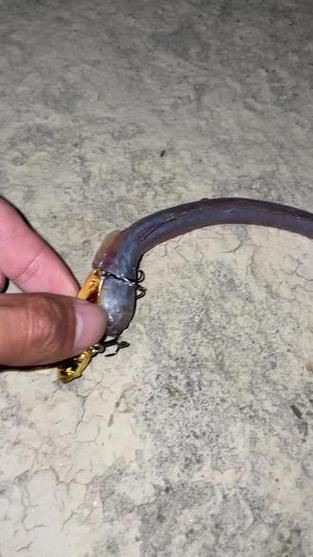 紅狼牙鰕虎魚圖片