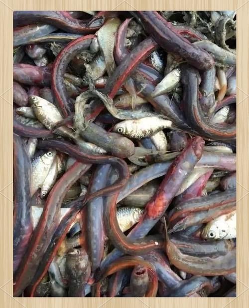 紅狼牙鰕虎魚圖片