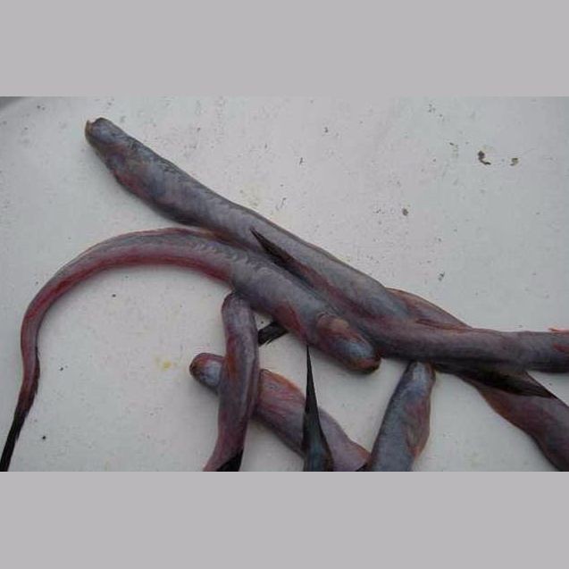 紅狼牙鰕虎魚圖片