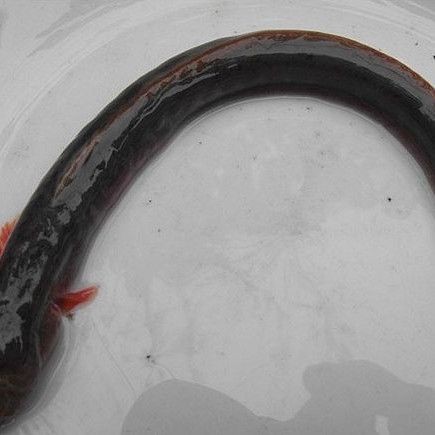 紅狼牙鰕虎魚圖片