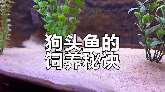 狗頭魚和金龍魚能混養(yǎng)嗎圖片