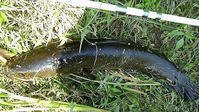 淡水猛魚 淡水猛魚 龍魚論壇 第5張
