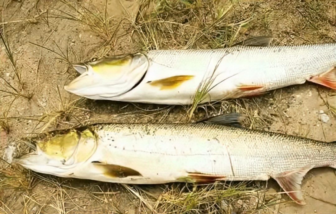 淡水猛魚 淡水猛魚 龍魚論壇 第4張