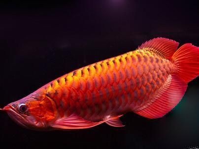 龍魚胡須斷裂后需要換水嗎？（龍魚胡須斷裂后多久會再生？）