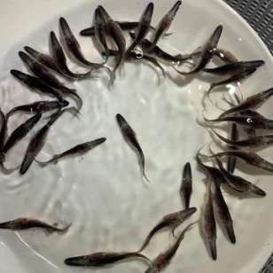 龍魚苗怎么養及喂養技巧：養殖龍魚苗需要注意以下幾個方面，促進龍魚苗健康成長