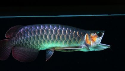 龍魚不斷張嘴呼吸是由于多種原因引起的，龍魚不斷張嘴呼吸什么原因：龍魚不斷張嘴呼吸可能是由于多種原因引起的