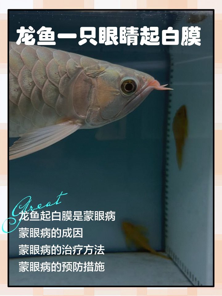 龍魚(yú)眼白膜破了最忌三種食物