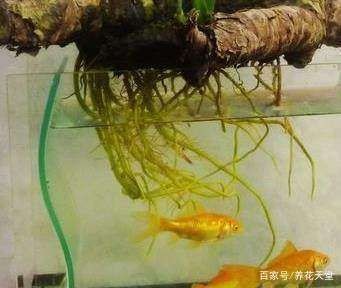 魚缸內浮游生物的作用：如何培養魚缸中的浮游生物