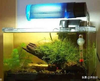 魚缸內浮游生物的作用：如何培養魚缸中的浮游生物