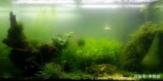 魚缸內浮游生物的作用：如何培養魚缸中的浮游生物