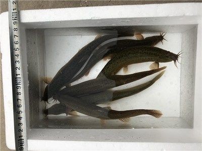 龍魚不吃冰凍泥鰍可以嗎：龍魚不吃冰凍泥鰍可以嗎龍魚不吃冰凍泥鰍可以嗎